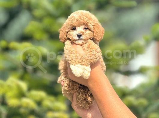 Sevimli Maltipoo Yavrular Her Yere Gönderilir görsel