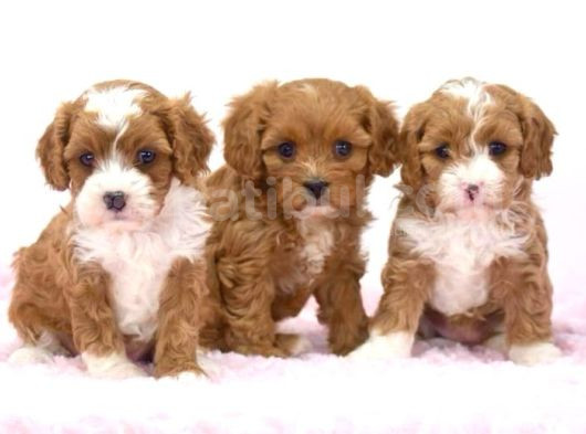 Kahve Tonlu Mini Boy Puppy Sevimli Yavrular Malti̇po Ci̇nsi̇ 