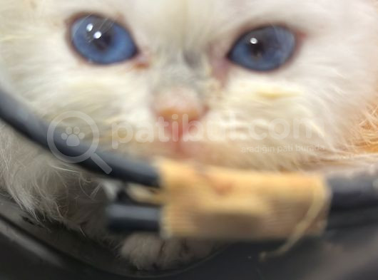 British Longhair görsel