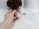 Kg Garantili Toy Poodle Yavrular Her Yere Gönderilir