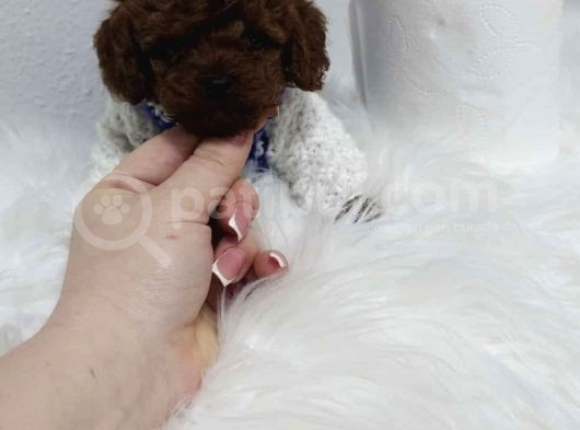 Kg Garantili Toy Poodle Yavrular Her Yere Gönderilir görsel