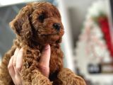 Kg Garantili Toy Poodle Yavrular Her Yere Gönderilir