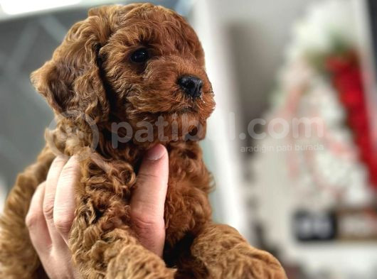 Kg Garantili Toy Poodle Yavrular Her Yere Gönderilir görsel