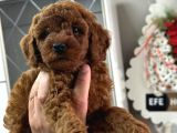 Kg Garantili Toy Poodle Yavrular Her Yere Gönderilir