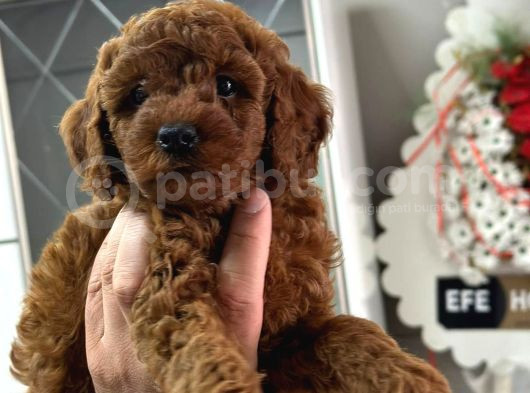Kg Garantili Toy Poodle Yavrular Her Yere Gönderilir görsel