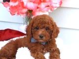 Kıpkırmızı Red tooy poodle sevimli yavrular 