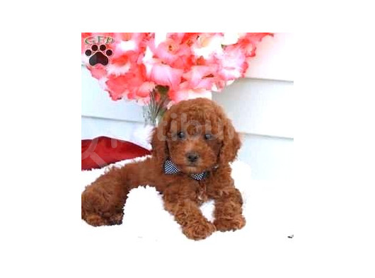 Kıpkırmızı Red Tooy Poodle Sevimli Yavrular 
