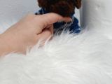Kg Garantili Toy Poodle Yavrular Her Yere Gönderilir