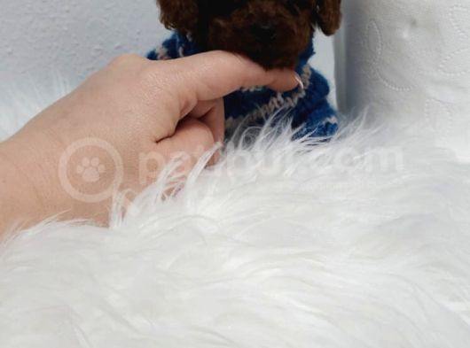 Kg Garantili Toy Poodle Yavrular Her Yere Gönderilir görsel