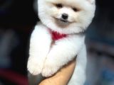 Sevimli Pomeranian Boo Yavrular Her Yere Gönderilir