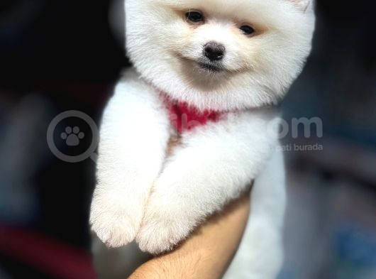 Sevimli Pomeranian Boo Yavrular Her Yere Gönderilir görsel