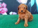 Petibör tadında maltipoo bebeklerimiz