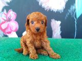 Toy Poodle Kalitesinde Show Maltipo Bebeklerimiz 
