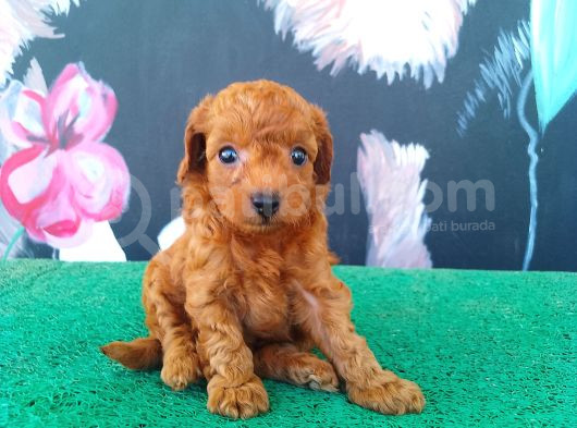Toy Poodle Kalitesinde Show Maltipo Bebeklerimiz  görsel