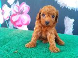 Toy poodle kalitesinde show maltipo bebeklerimiz 
