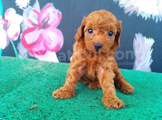 Toy Poodle Kalitesinde Show Maltipo Bebeklerimiz 