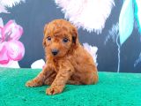 Toy Poodle Kalitesinde Show Maltipo Bebeklerimiz 