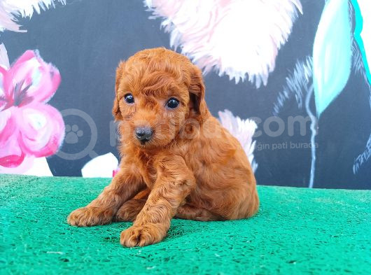 Toy Poodle Kalitesinde Show Maltipo Bebeklerimiz  görsel