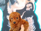 Latte tadında maltipoo yavrularımız 