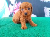 A kalite toy poodle sanılan maltipi yavrularimiz