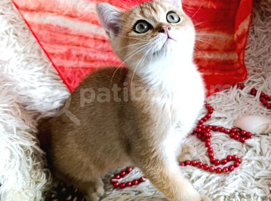 Irk Ve Sağlık Garantili Golden Bebekler