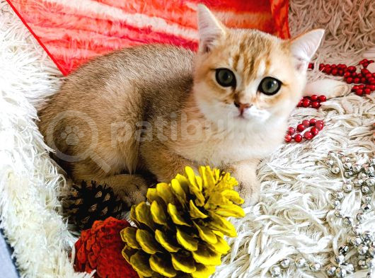 Irk Ve Sağlık Garantili Golden Bebekler görsel
