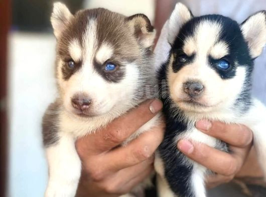Soğuk Iklimin Çocukları Husky Yavrular