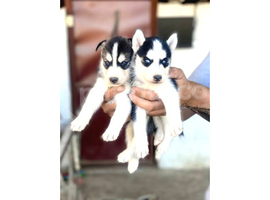 Masmavi Gözlü Maskeli Sibirya Husky Yavruları görsel