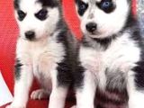 Masmavi Gözlü Maskeli Sibirya Husky Yavruları