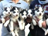 Masmavi gözlü maskeli sibirya husky yavruları