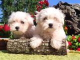 Bebek Yüzlü Maltese Terier Yavrular