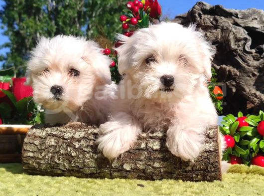 Bebek Yüzlü Maltese Terier Yavrular görsel
