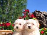 Bebek Yüzlü Maltese Terier Yavrular
