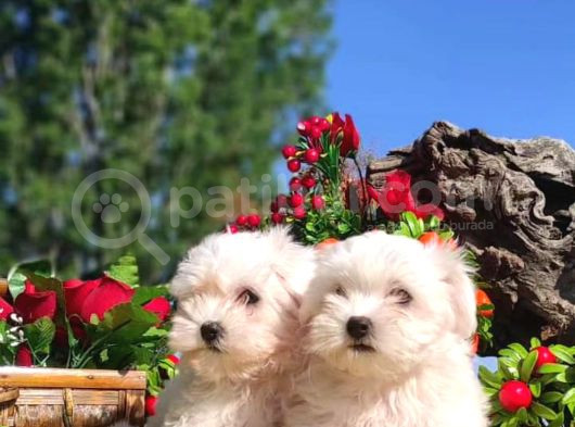 Bebek Yüzlü Maltese Terier Yavrular görsel