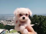 Bebek Yüzlü Maltese Terier Yavrular