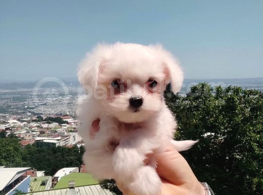 Bebek Yüzlü Maltese Terier Yavrular görsel