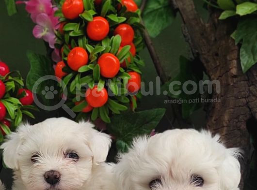 Bebek Yüzlü Maltese Terier Yavrular