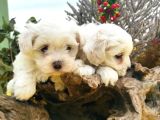 Bebek Yüzlü Maltese Terier Yavrular