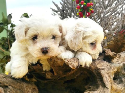 Bebek Yüzlü Maltese Terier Yavrular görsel