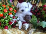 Bebek Yüzlü Maltese Terier Yavrular
