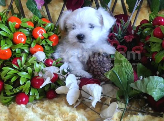 Bebek Yüzlü Maltese Terier Yavrular görsel