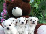 Bebek Yüzlü Maltese Terier Yavrular