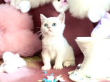 British Shorthair Silver Point Dişi