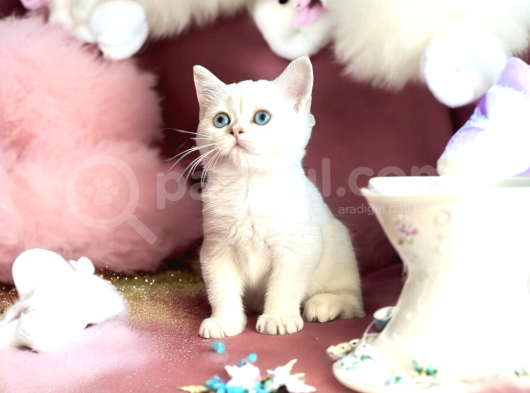 British Shorthair Silver Point Dişi görsel