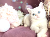 British Shorthair Silver Point Dişi