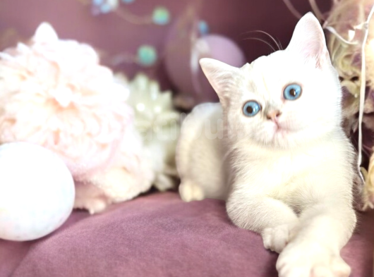 British Shorthair Silver Point Dişi görsel