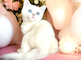 British Shorthair Silver Point Dişi