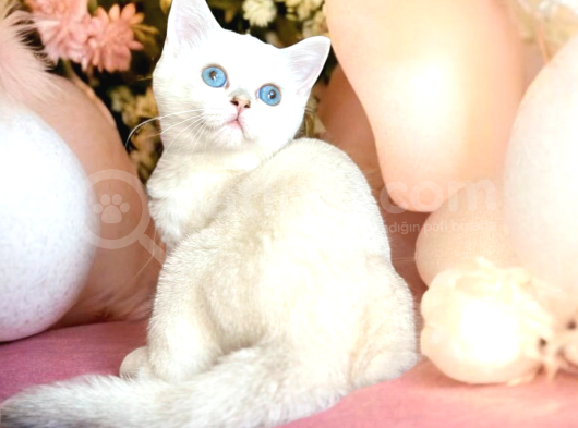 British Shorthair Silver Point Dişi görsel