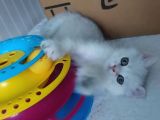 Secereli anne baba ns12 silver british shorthair