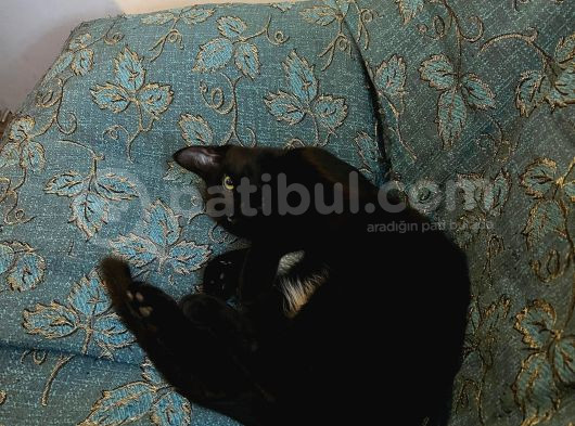 Simsiyah Parlak Tüyleri Olan 6 Aylık Kedimiz Kayıp